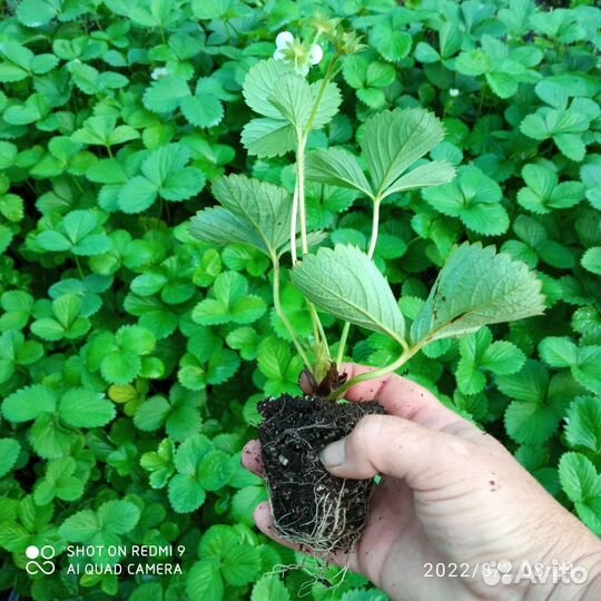 Саженцы ремонтантной малины и рассада клубники