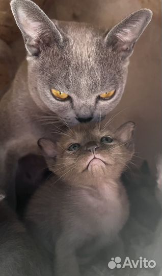 Котята Европейской Бурмы