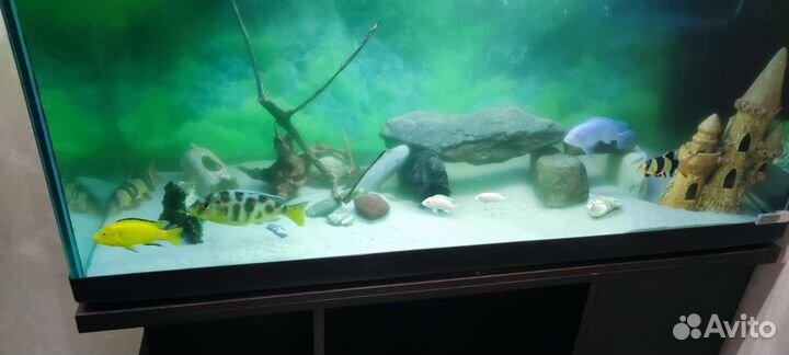Аквариум с тумбой 300 литров