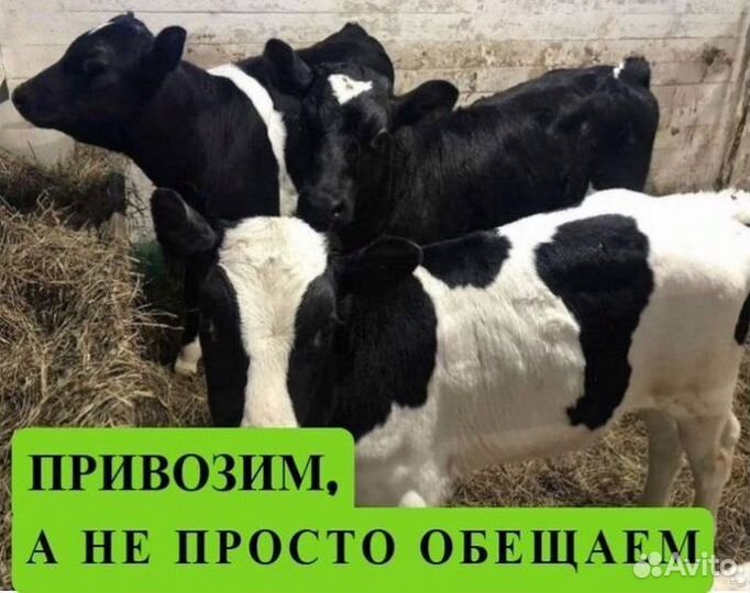 Бычки и телята от месяца