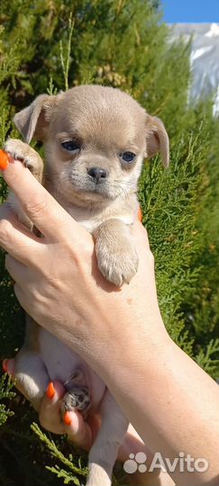 Мальчишки чихуашки