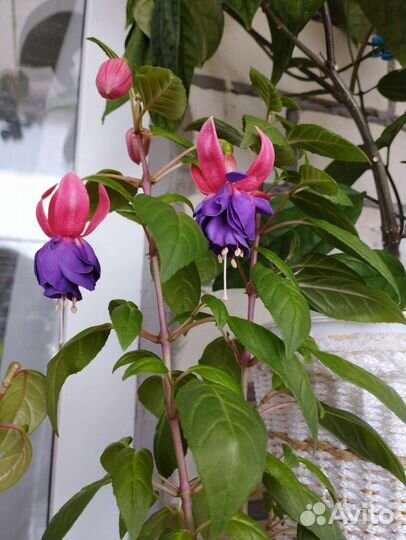 Цветы комнатные