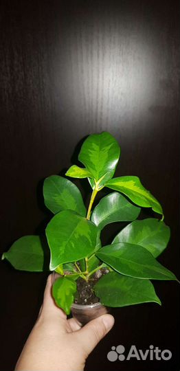 Фикус Ретуза Американская,Де Гантель