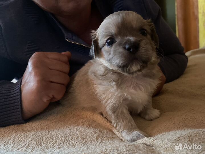 Щенки пекинеса