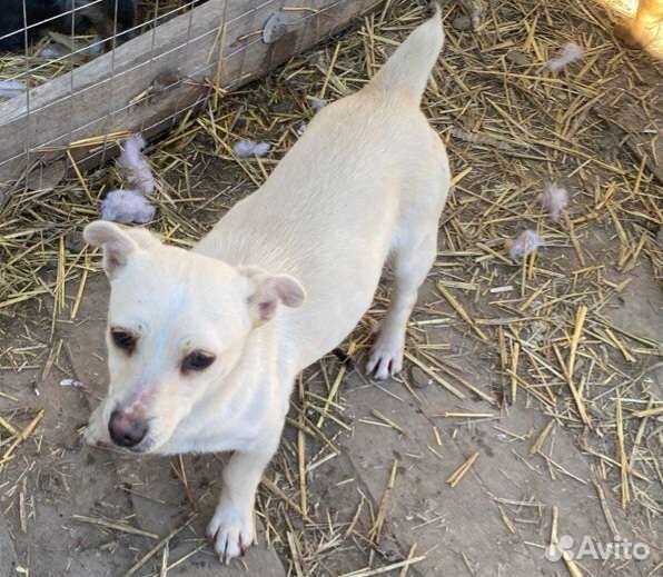 Маленькая собачка