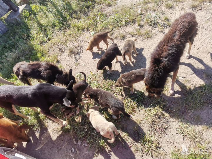 Щенок в добрые руки бесплатно