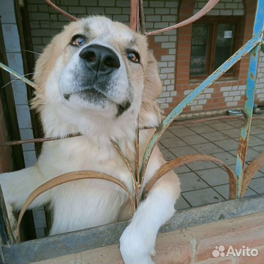 Собака в добрые руки отдам бесплатно