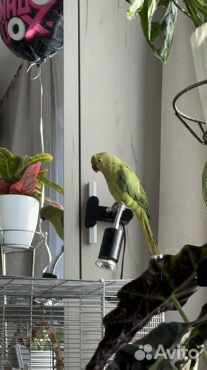 Ожереловый попугай