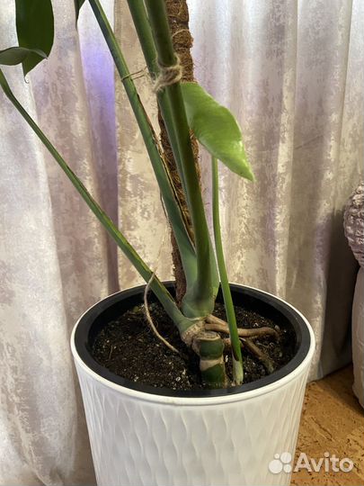 Комнатные цветы манстера