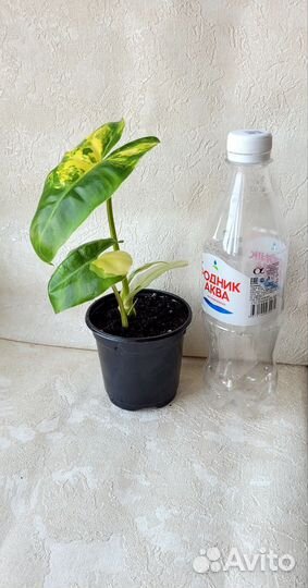 Филодендрон Бурле Макс вариегатный