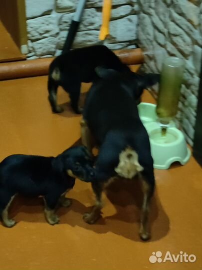 Продам щенка