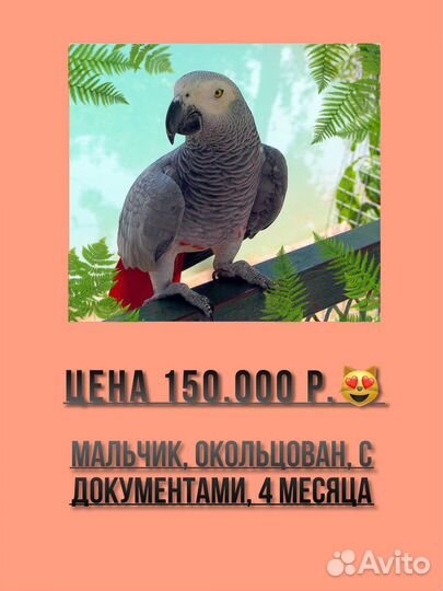 Попугай крупных пород