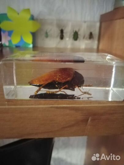 Насекомые в эпоксидной смоле