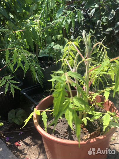 Сумах тигровый