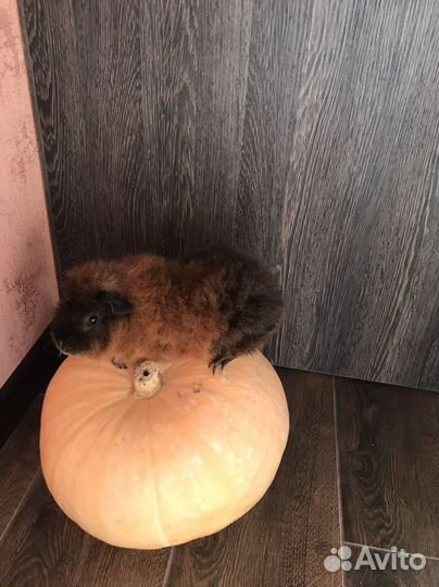 Ищем невесту для морской свинки Мальчику 2,5 г