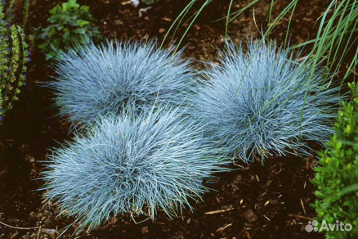 Декоративные злаки