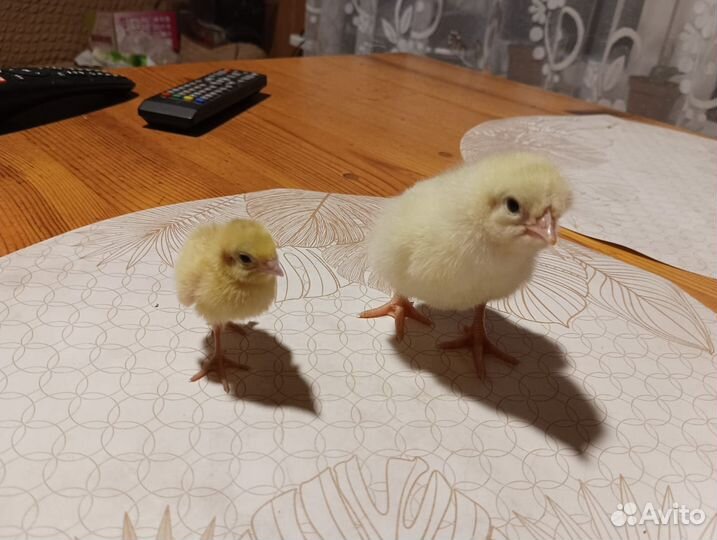 Яйца перепелиные домашние