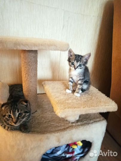 Котенок мальчик