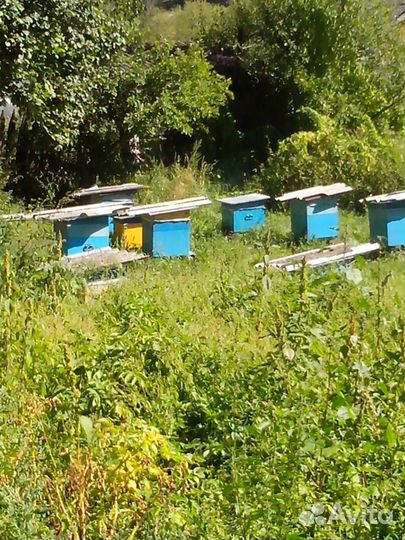 Среднерусская медоносная пчела с ульями Дадан