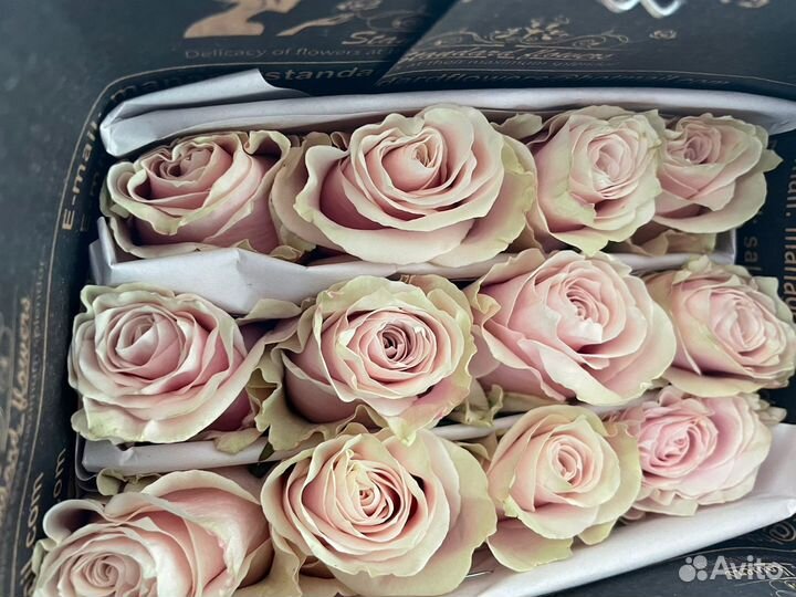 Розы Эквадор под заказ оптом от 500 шт