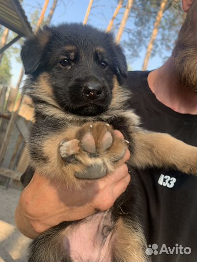 Чистокровные щенки Немецкой овчарки