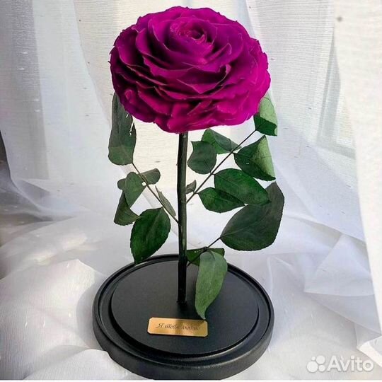 Роза в колбе. Новая