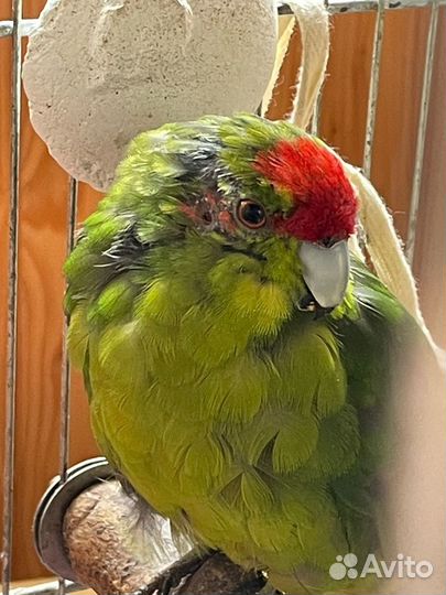 Новозеландский попугай Какарик