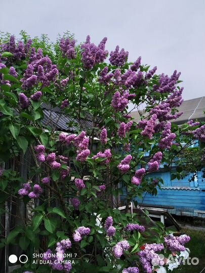 Сирень сортовая. Бронь