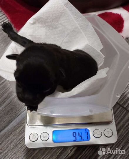 Вязка чихуахуа голубой чихуа кобель ждет королеву