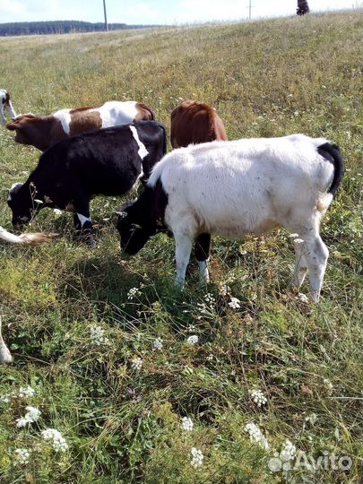 Телята, бычки, коровы