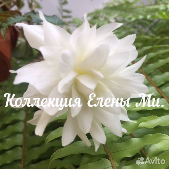 Бегония корневая кустовая и ампельная