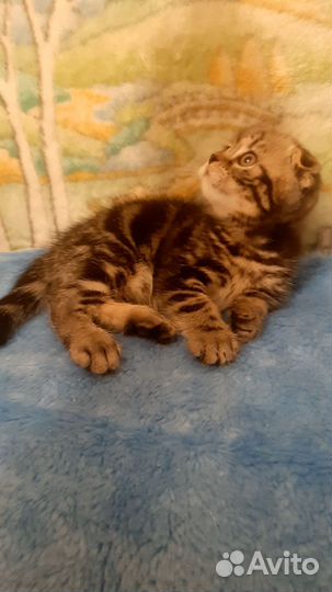 Шотландский котик Мэсси