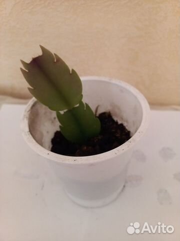 Растение: сегмент укорененный декабриста