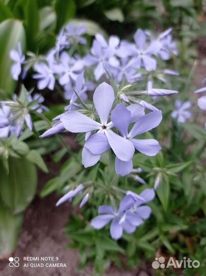 Цветы садовые