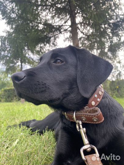 Щенки лабрадора