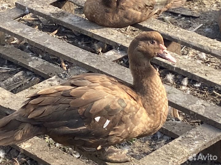 Мускусные утки на племя