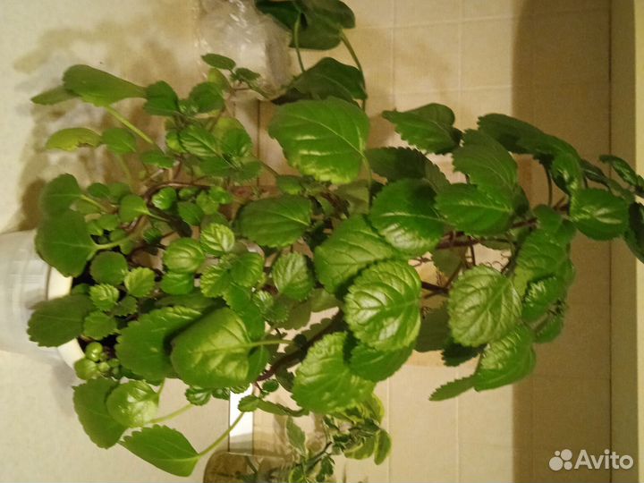 Комнатные растения