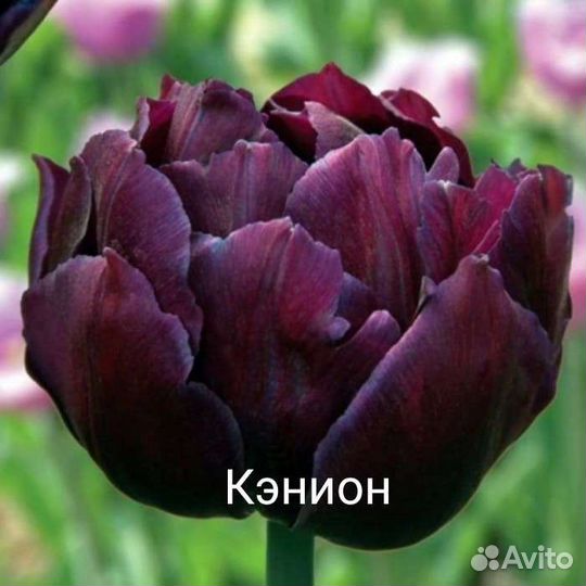 Пионовидные тюльпаны