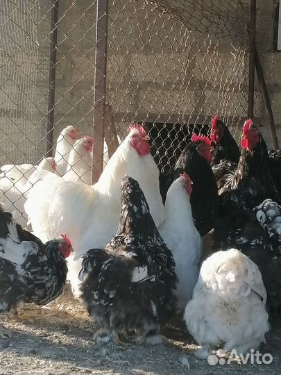 Цыплята Кохинхин, Инкубационное яйцо, Петухи