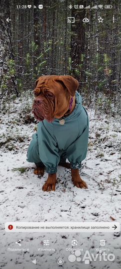 Дождевик для собаки девочки