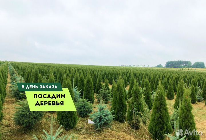 Туя Брабант с посадкой