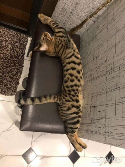 Кот на вязку