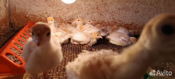 Индюшата биг 6 хайбрид конвертер