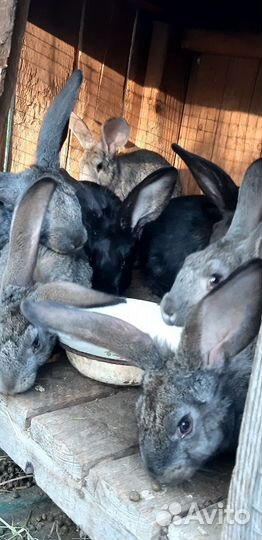 Куры, петушки