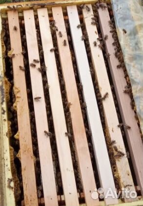 Пчелопакеты,отводки пчёл