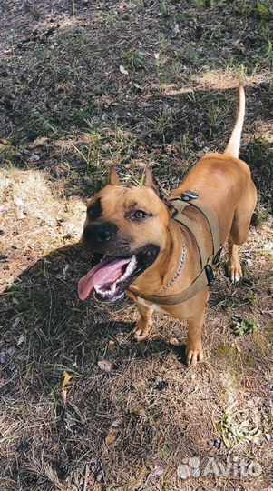 Питбультерьер вязка