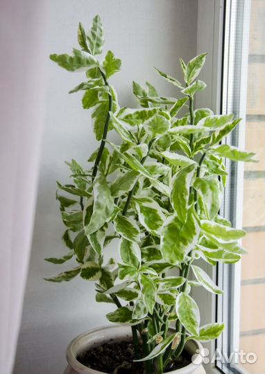 Педилантус