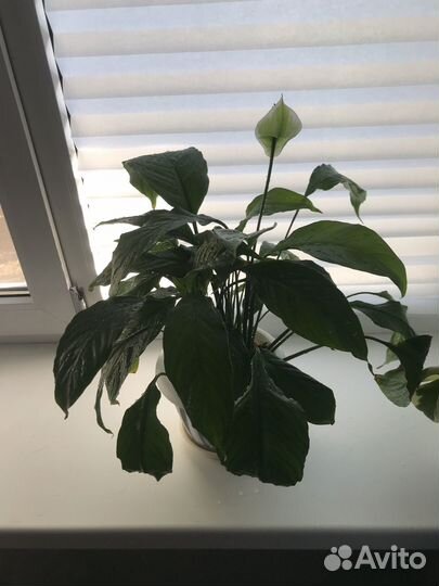 Спатифиллум