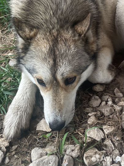 Собака хаски, характер компаньон - друг