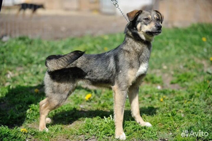 Собачка в добрые руки